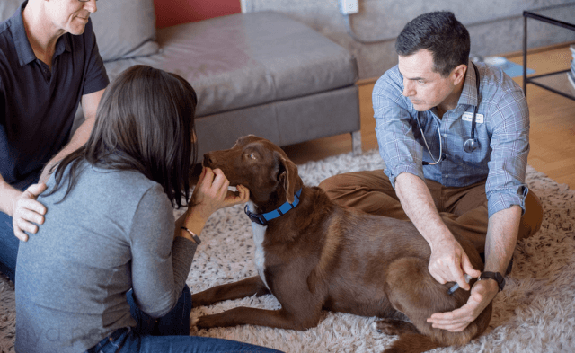 Thoughts for Peace: In-Home Euthanasia for Your Dog